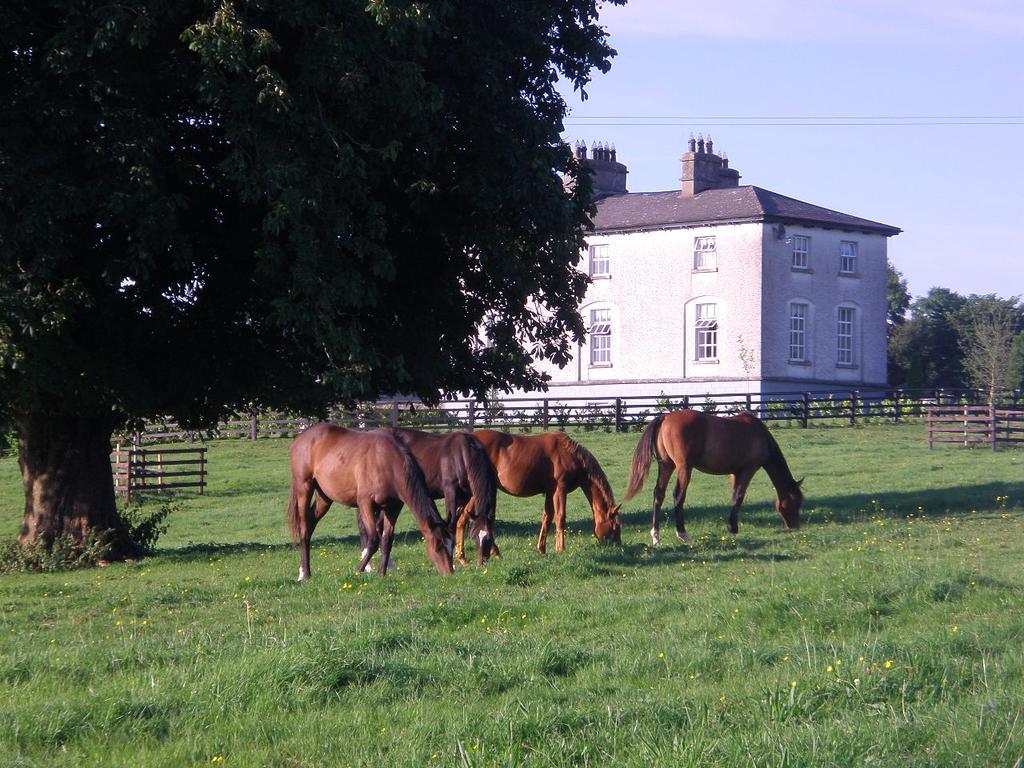 Glebe House Guest House Taghshinny Exterior foto