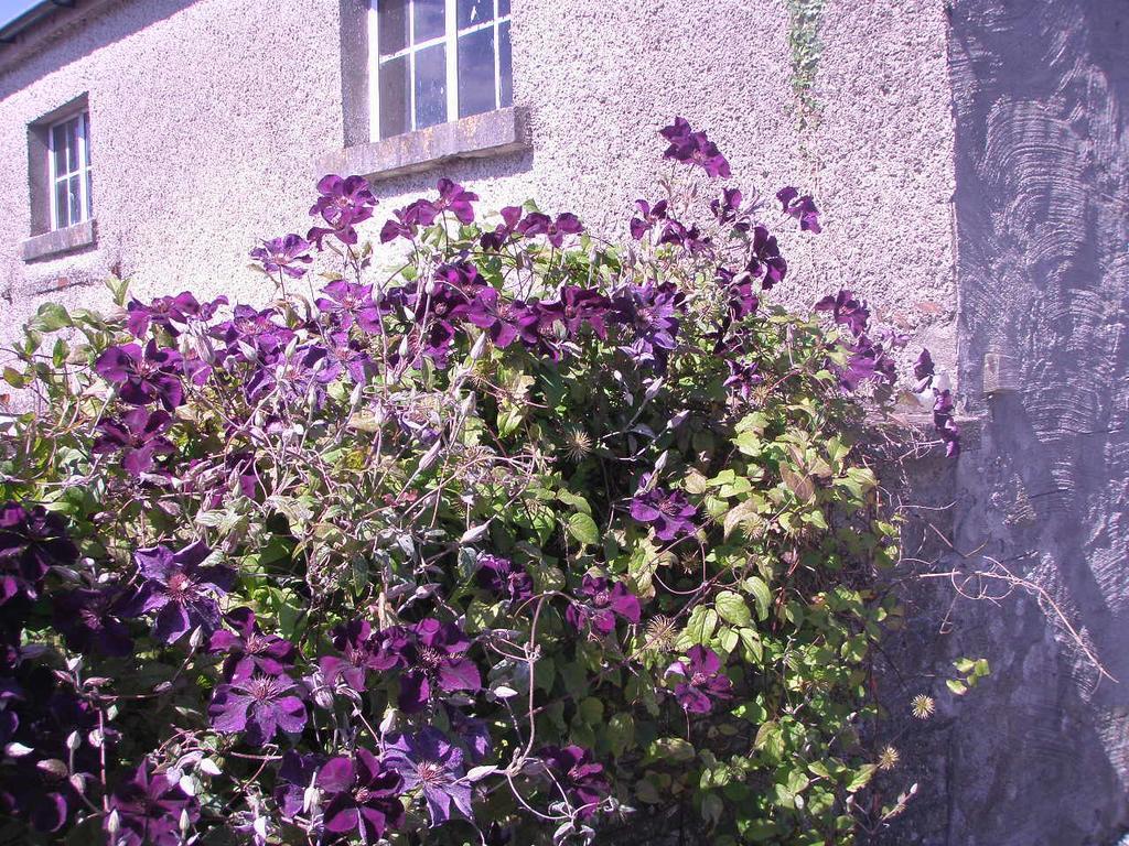 Glebe House Guest House Taghshinny Exterior foto